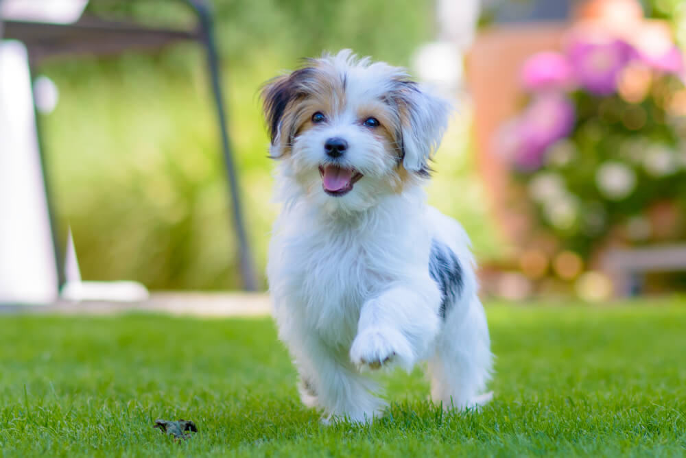 maltese